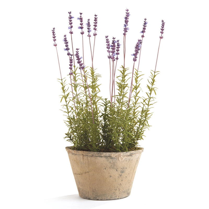 Ophelia & Co. French Lavender Flower in Pot & Reviews Wayfair